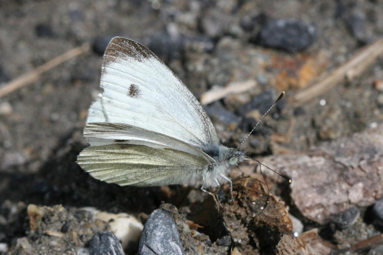 Pieris mannii alpigena: Bild 13