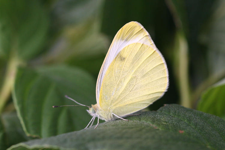 Pieris mannii alpigena: Bild 46