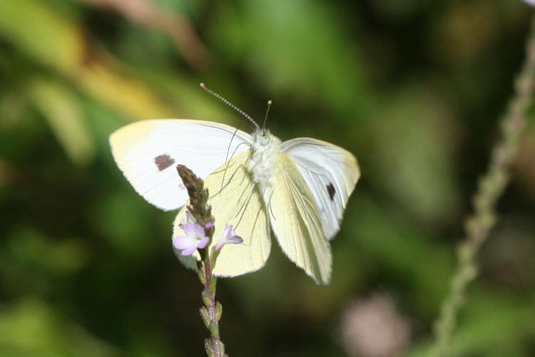 Pieris mannii alpigena: Bild 47