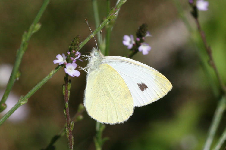 Pieris mannii alpigena: Bild 48