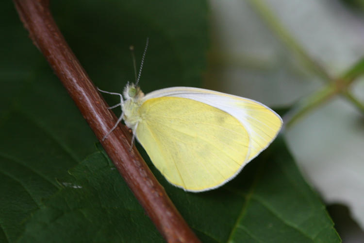 Pieris mannii alpigena: Bild 49