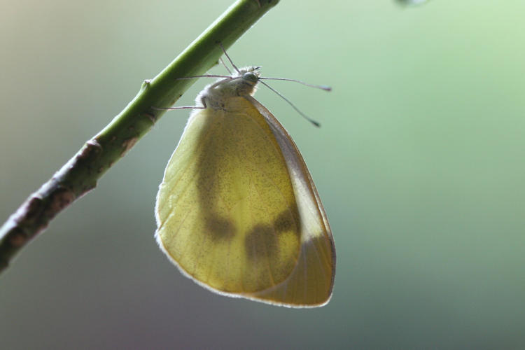 Pieris mannii alpigena: Bild 73