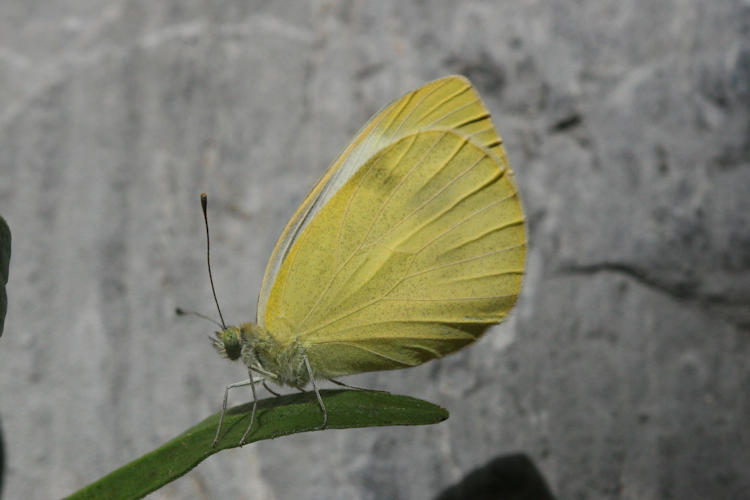 Pieris mannii alpigena: Bild 75