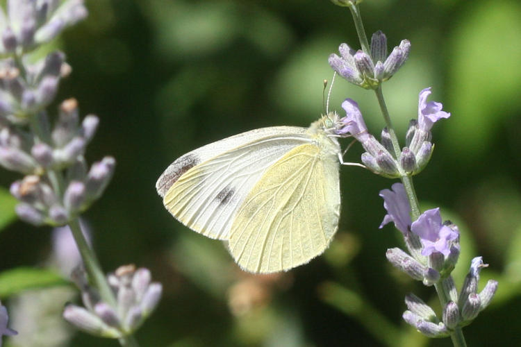 Pieris mannii alpigena: Bild 77