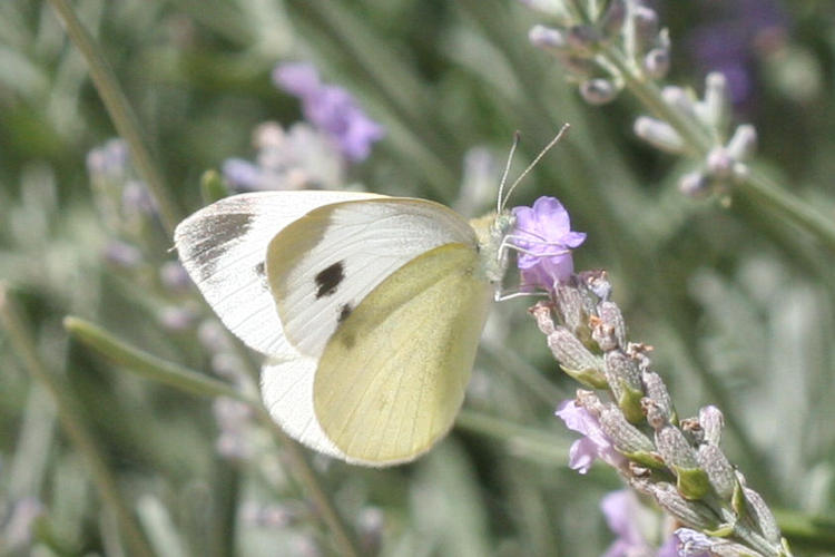 Pieris mannii alpigena: Bild 79