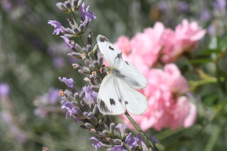 Pieris mannii alpigena: Bild 83