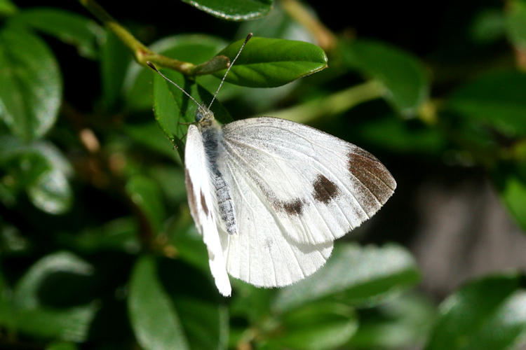 Pieris mannii alpigena: Bild 34