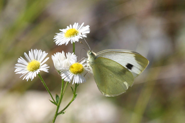 Pieris mannii alpigena: Bild 81