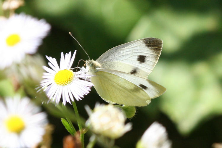 Pieris mannii alpigena: Bild 37