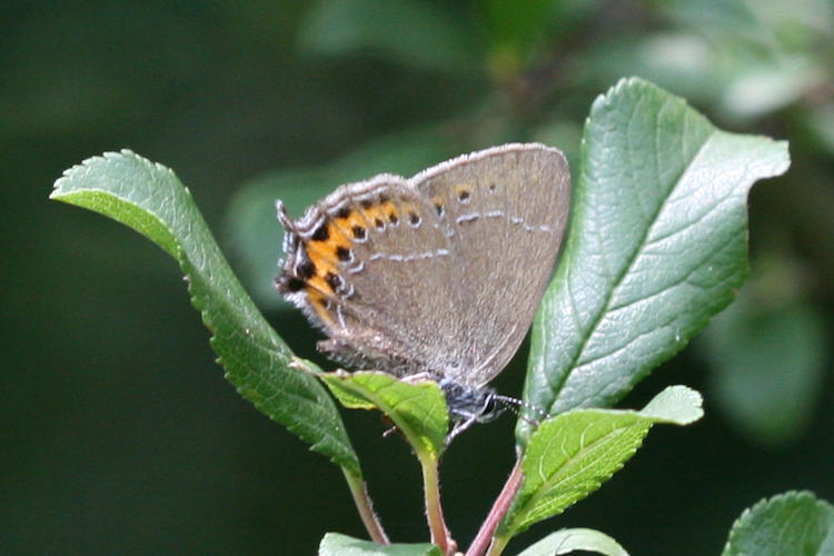 Satyrium pruni: Bild 4