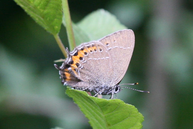 Satyrium pruni: Bild 5