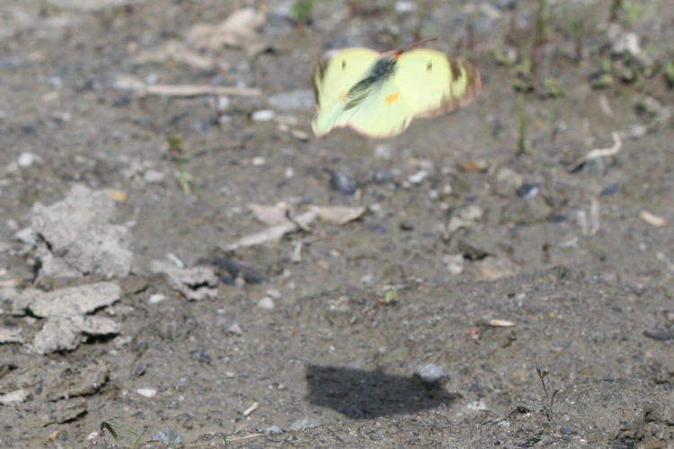 Colias alfacariensis: Bild 16