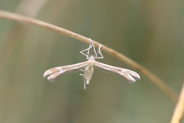 Marasmarcha oxydactylus: Bild 1
