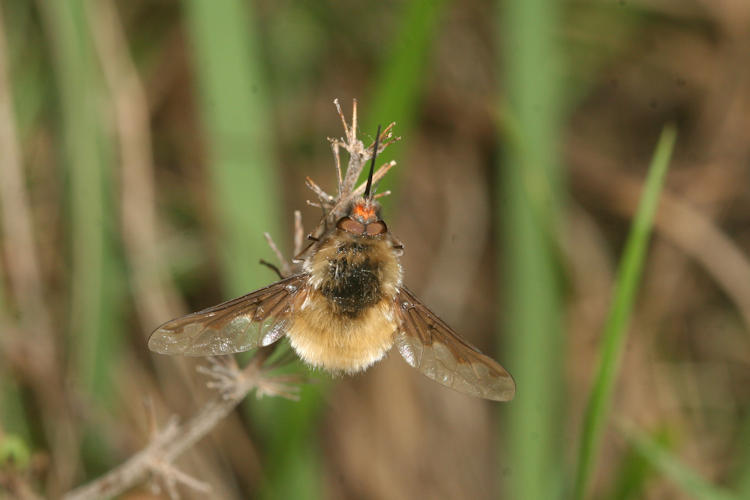 Bombylius major: Bild 1