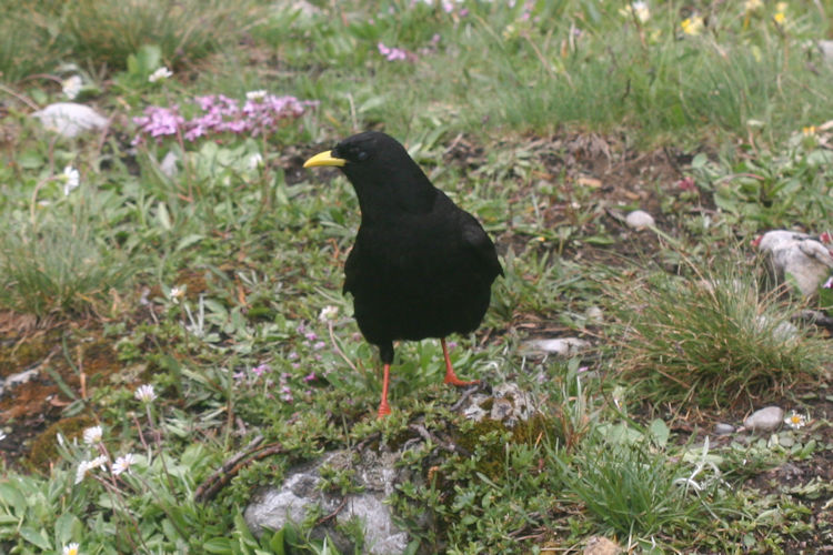 Pyrrhocorax graculus: Bild 5