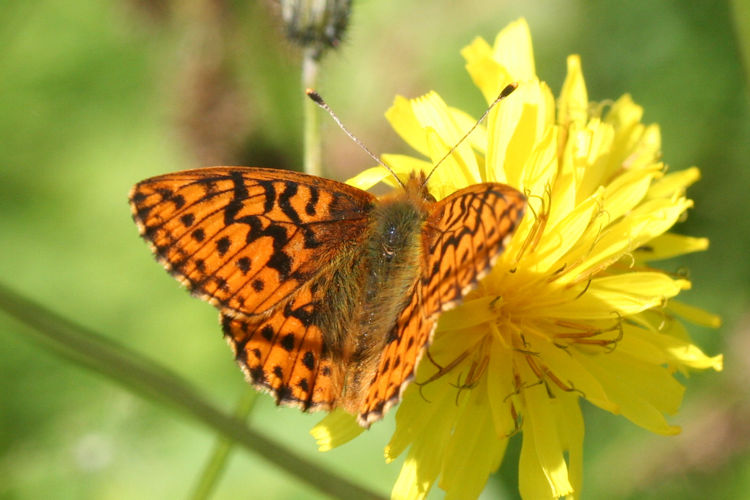 Boloria aquilonaris: Bild 4