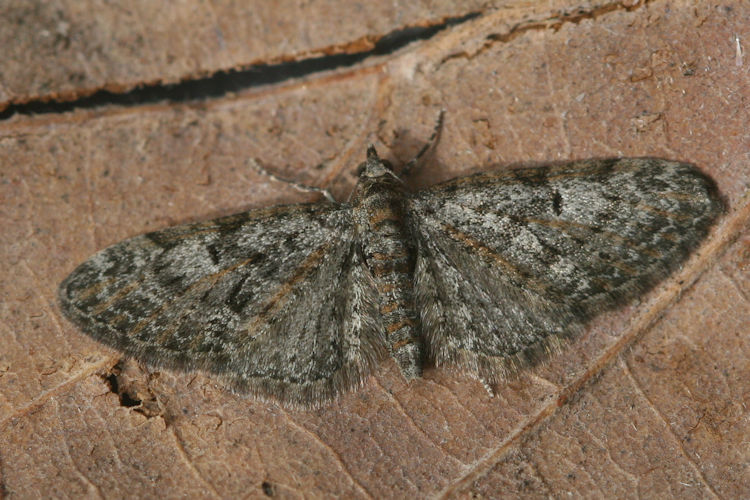 Eupithecia dodoneata: Bild 17