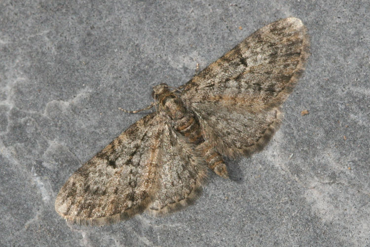 Eupithecia dodoneata: Bild 18