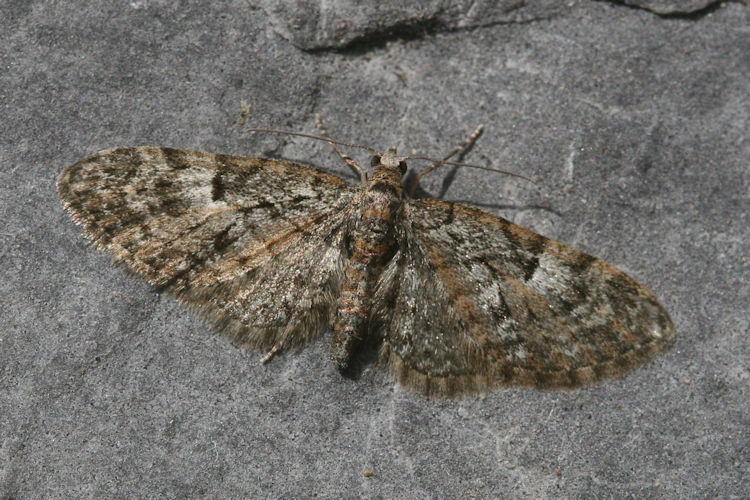 Eupithecia dodoneata: Bild 19