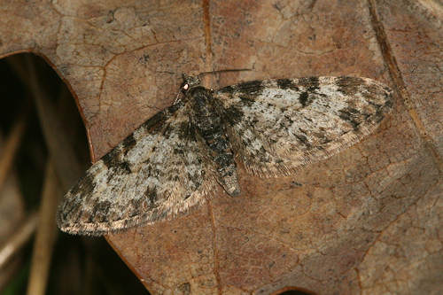 Eupithecia irriguata: Bild 21