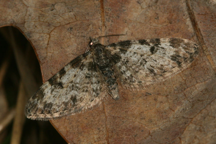 Eupithecia irriguata: Bild 21