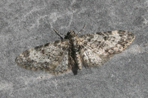 Eupithecia irriguata: Bild 22
