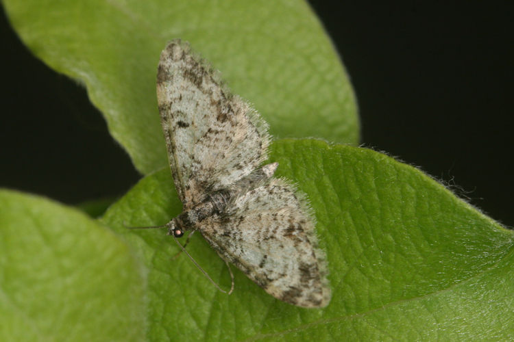 Eupithecia irriguata: Bild 23