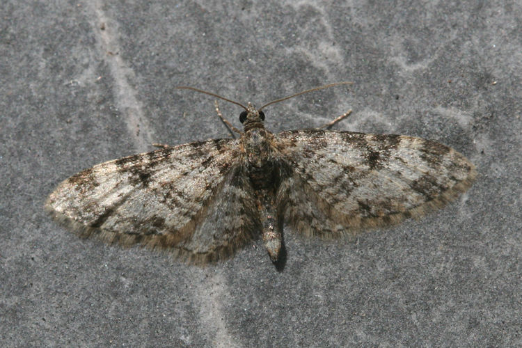 Eupithecia irriguata: Bild 24