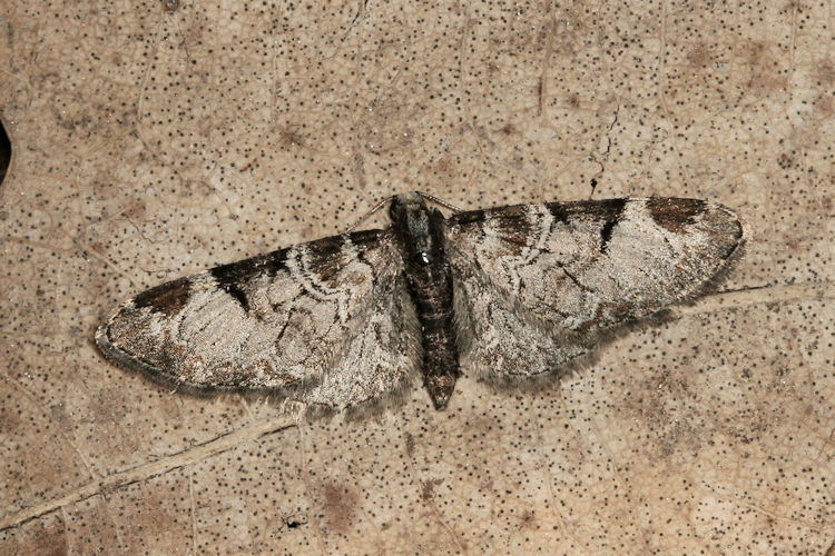 Eupithecia insigniata: Bild 14