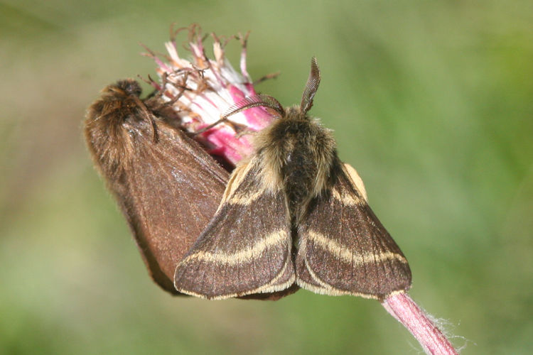 Malacosoma alpicola: Bild 4