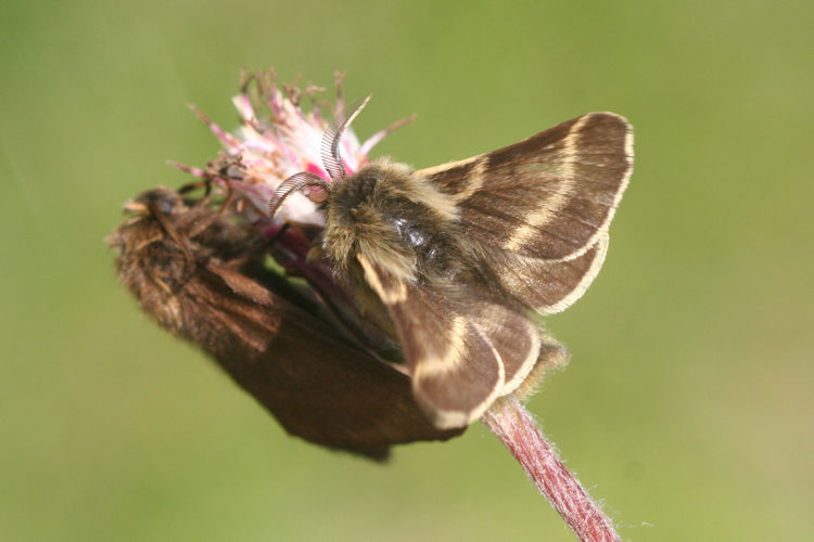 Malacosoma alpicola: Bild 5