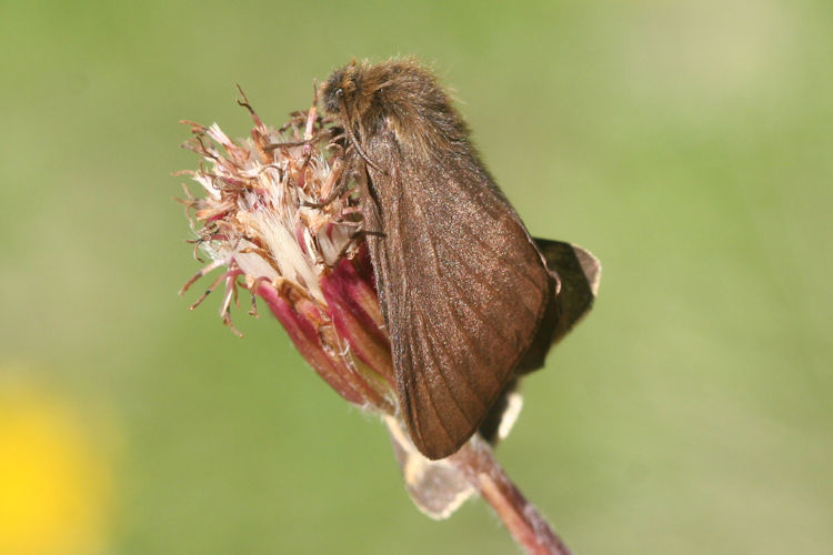 Malacosoma alpicola: Bild 2