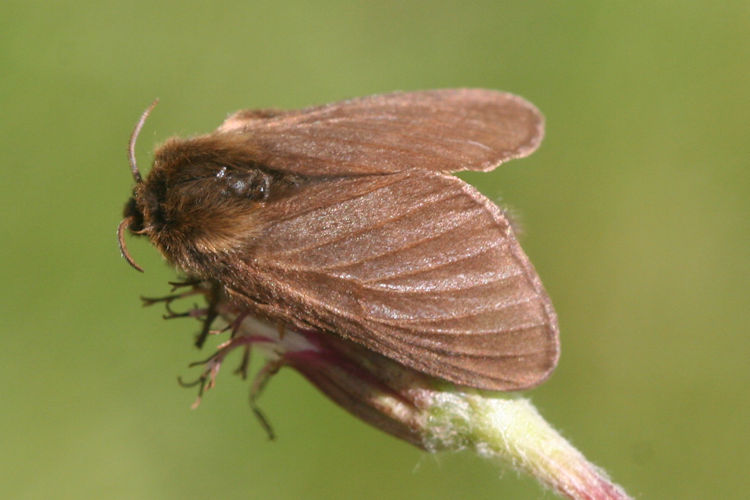 Malacosoma alpicola: Bild 3