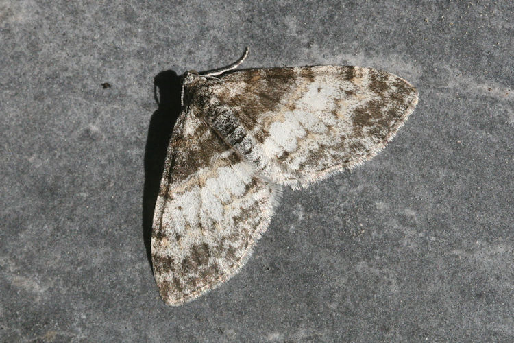 Lobophora halterata: Bild 10