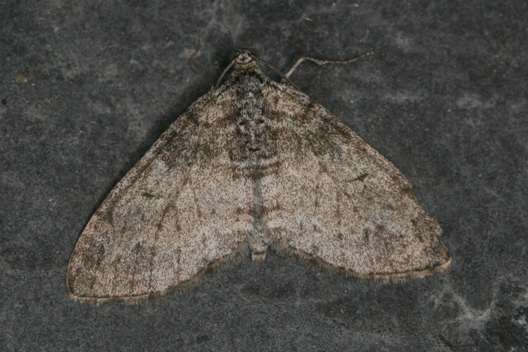 Lobophora halterata: Bild 11