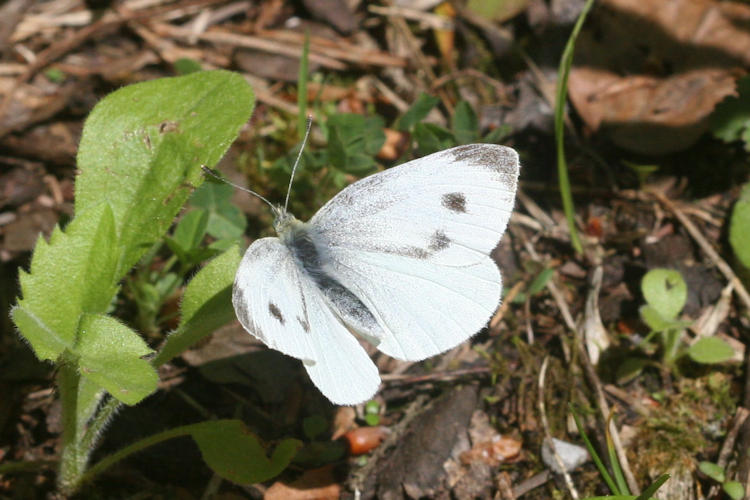 Pieris mannii alpigena: Bild 29