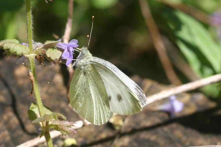 Pieris mannii alpigena: Bild 70