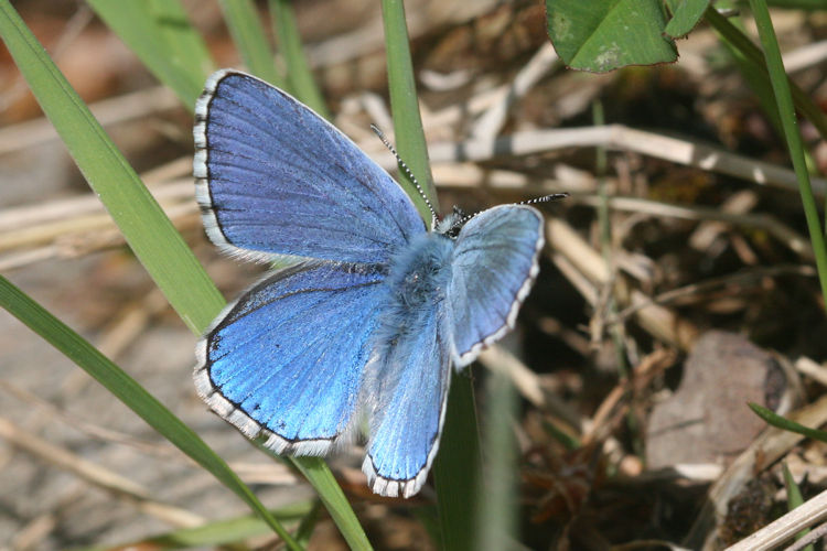 Lysandra bellargus: Bild 5