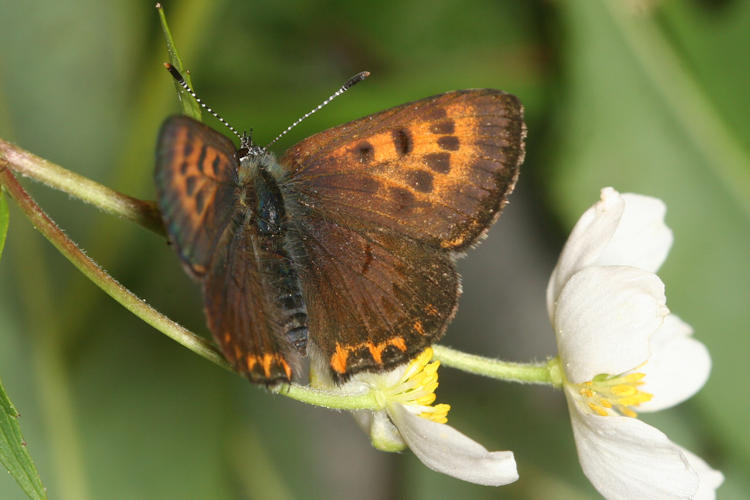 Lycaena helle: Bild 3