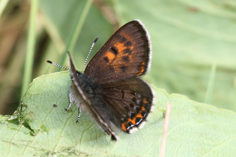 Lycaena helle: Bild 4