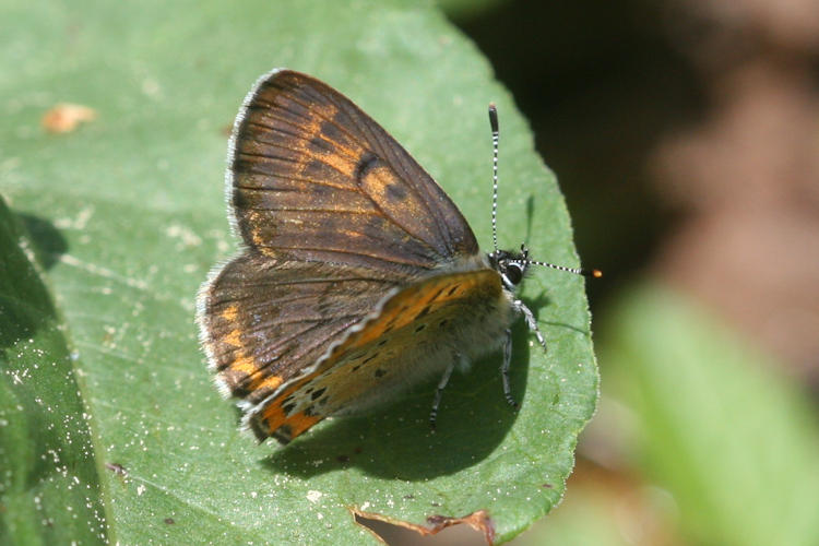 Lycaena helle: Bild 5