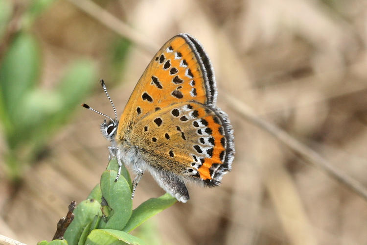 Lycaena helle: Bild 17