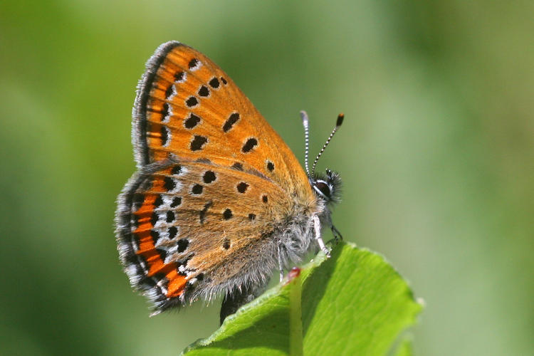 Lycaena helle: Bild 18