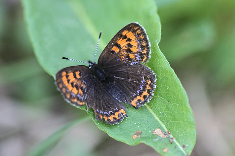 Lycaena helle: Bild 12