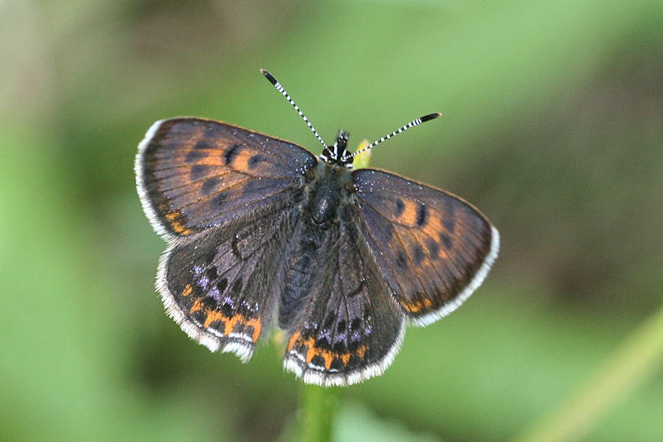 Lycaena helle: Bild 13