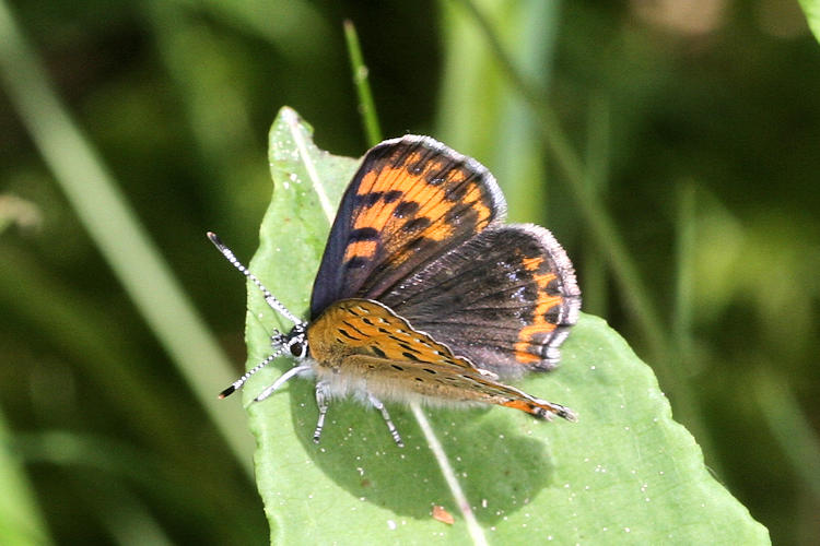 Lycaena helle: Bild 14