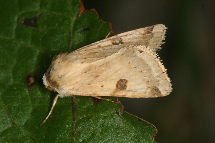 Heliothis peltigera: Bild 2