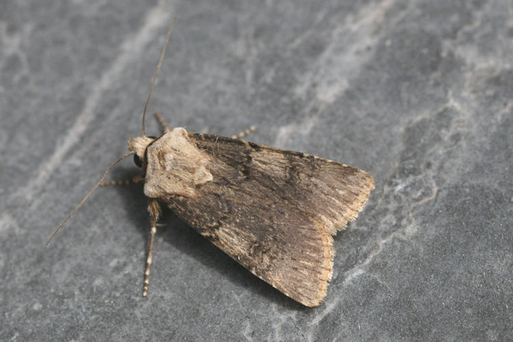 Agrotis puta: Bild 3