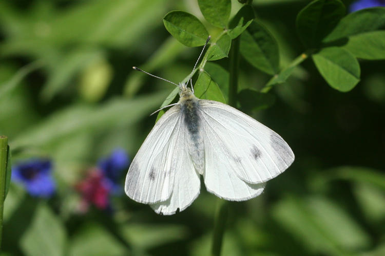 Pieris mannii alpigena: Bild 21