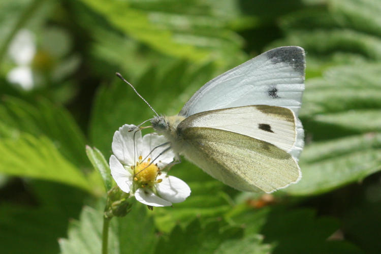 Pieris mannii alpigena: Bild 1